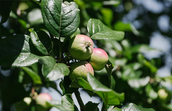 3 Äpfel. grün-rot auf einem Apfelbaum