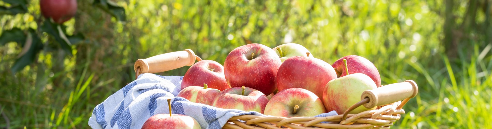 Äpfel im Korb Äpfel im Korb