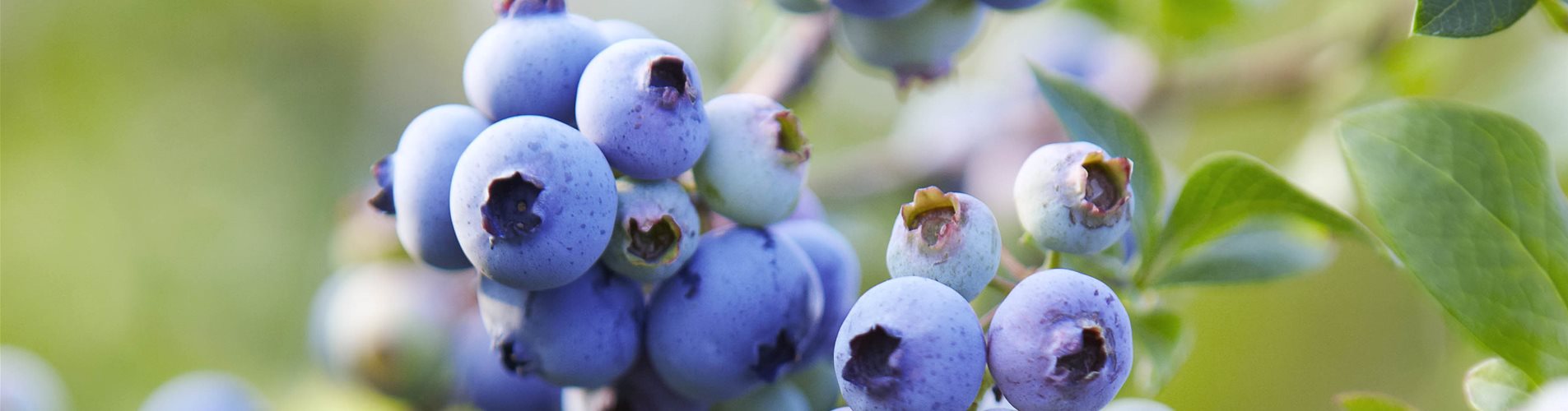 Heidelbeeren_Vaccinium myrtillus_sst111760628 rgb_pr-0-249-3676-2067 Heidelbeeren_Vaccinium myrtillus_sst111760628 rgb_pr-0-249-3676-2067