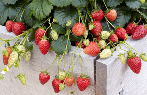 Erdbeeren im Hochbeet