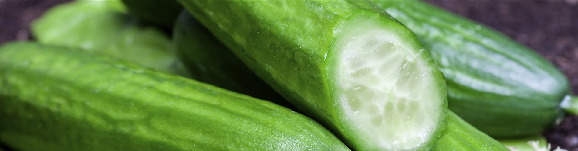 Cucumis sativus Cucumis sativus