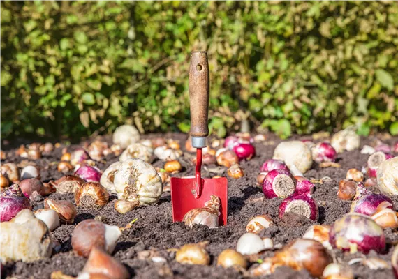 Gartenschaufel steckt in der Erde. Auf der Erde liegen viele Blumenzwiebeln