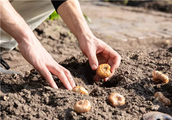 zwei Hände die Blumenzwiebel in die Erde setzen