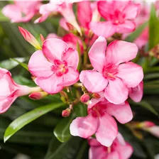 Oleander