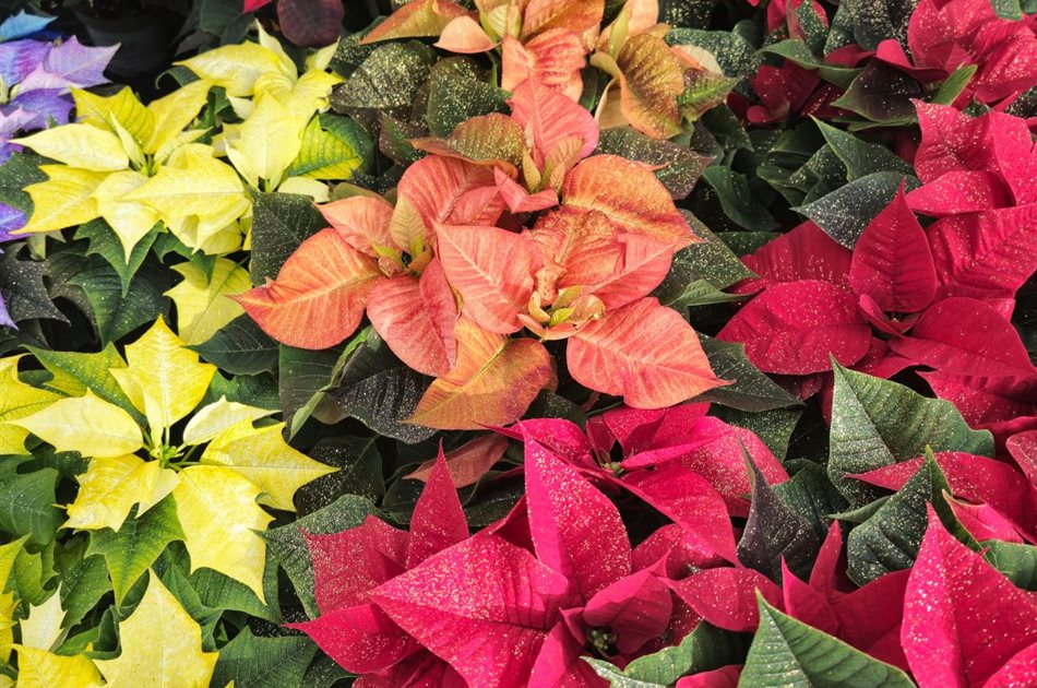 Blüh-Friday Blüh-Friday