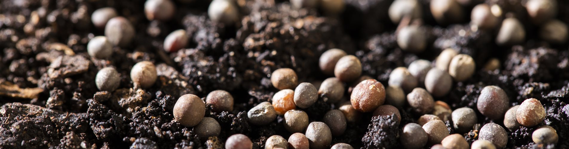 Samen auf Erde Samen auf Erde