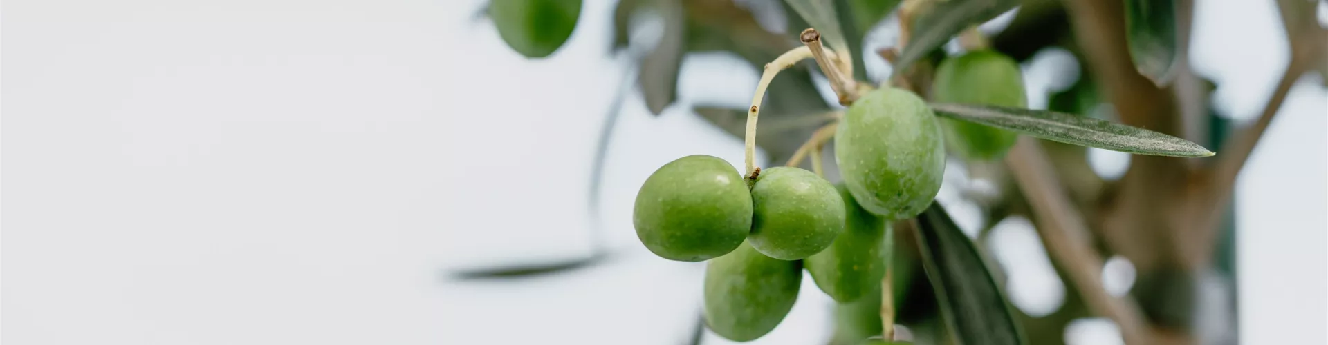 Olivenbaum - Bellaflora