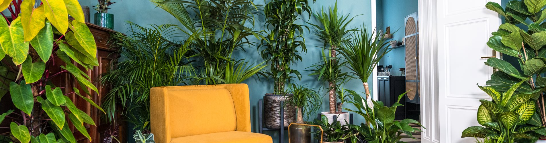 Grünpflanzen im Wohnzimmer Grünpflanzen im Wohnzimmer
