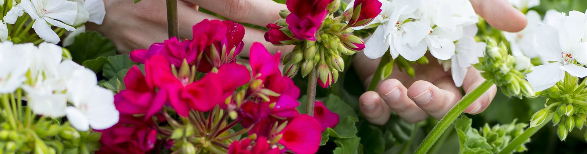 Balkonblumen-Header-298-0-1995-2660 Balkonblumen-Header-298-0-1995-2660