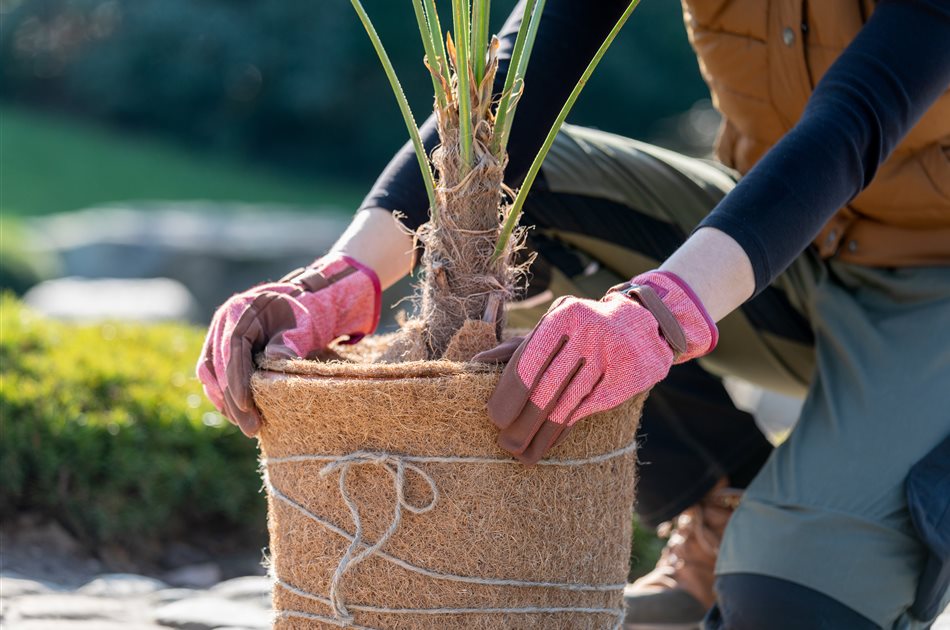 Winterschutz für Pflanzen Winterschutz für Pflanzen