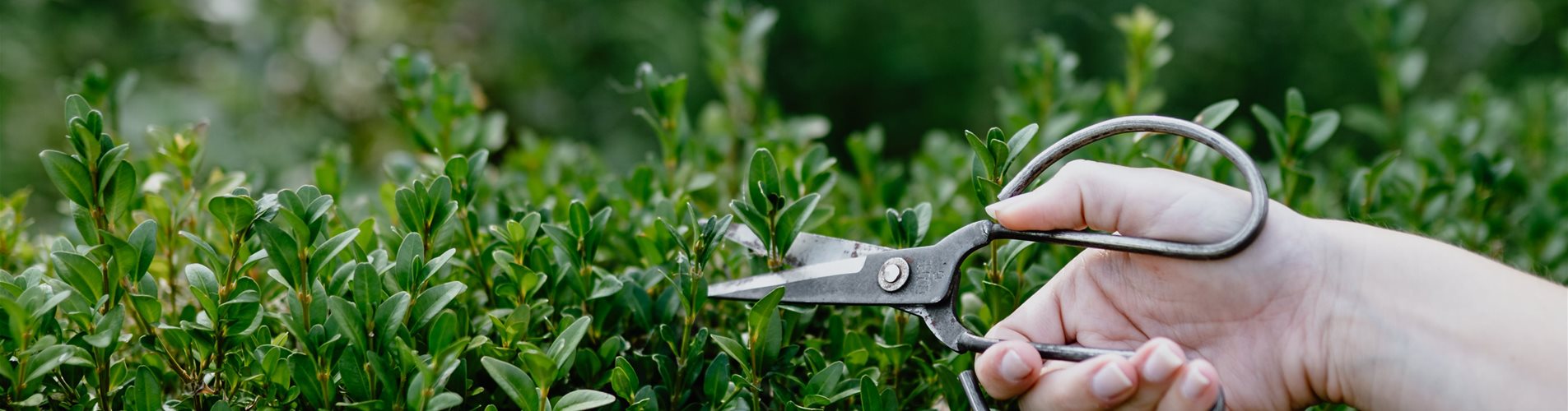 bellaflora-sommer-studiosoco-59-0-0-4043-6065 bellaflora-sommer-studiosoco-59-0-0-4043-6065