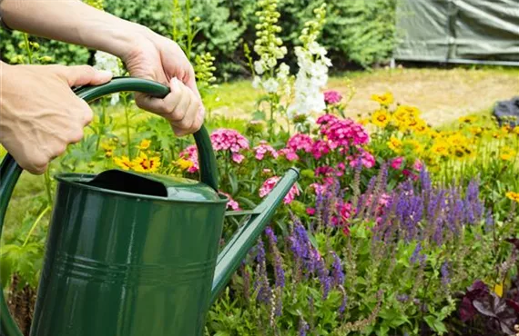 Mit der richtigen Gartenbewässerung zu gesunden Pflanzen