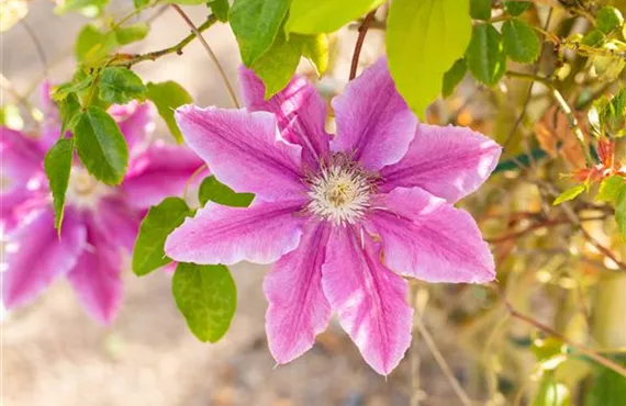 Clematis 'Bees Jubilee'