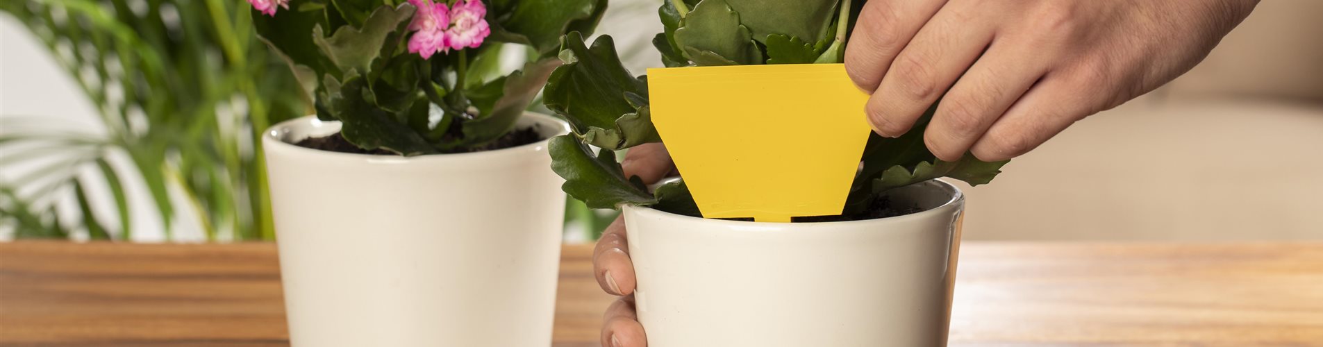 GS593314_Zimmerpflanzen mit Gelbtafel_ GS593314_Zimmerpflanzen mit Gelbtafel_