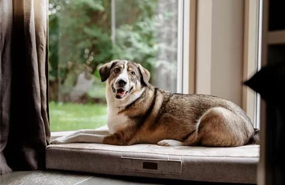 Ein Hund liegt auf einem Hundebett