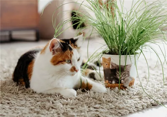 Eine weiß, braun, schwarz gemusterte Katze liegt im Wohnzimmer neben Katzengras