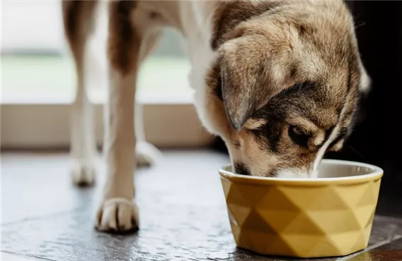 Hund frisst aus einem gelben Hundenapf