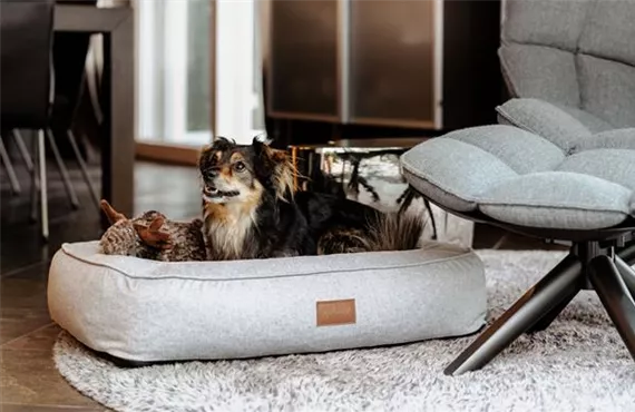 Hund liegt in einem gemütlichen Hundebett im Wohnzimmer