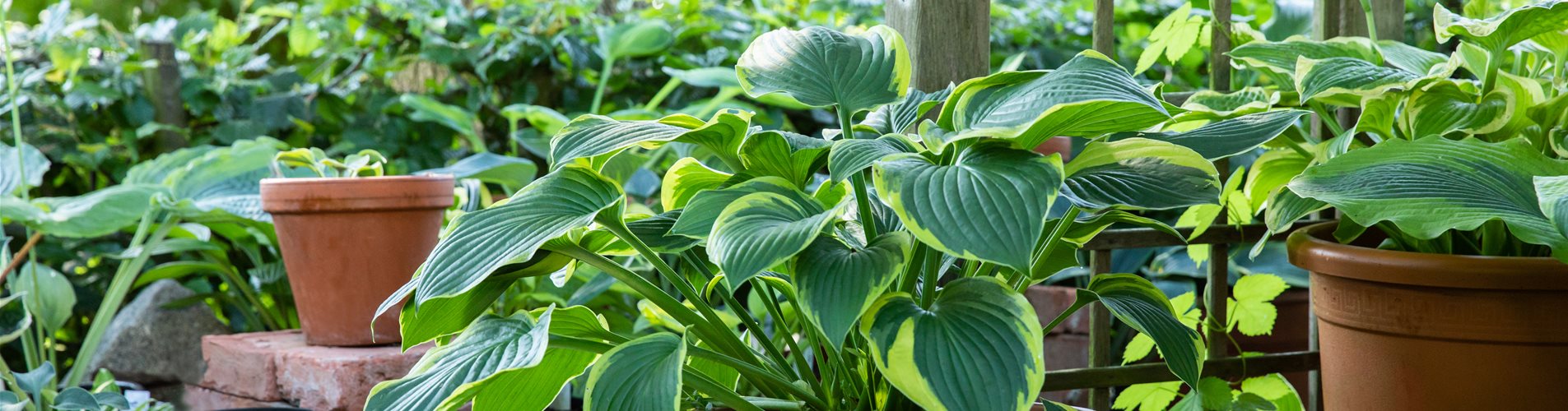 Gartenambiente mit Hosta Gartenambiente mit Hosta