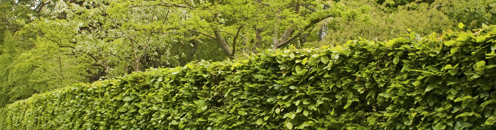 iStock-151929087_header iStock-151929087_header