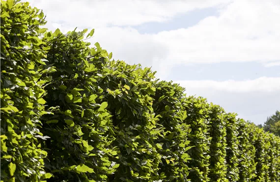 Hainbuchen als Heckenpflanze im Garten