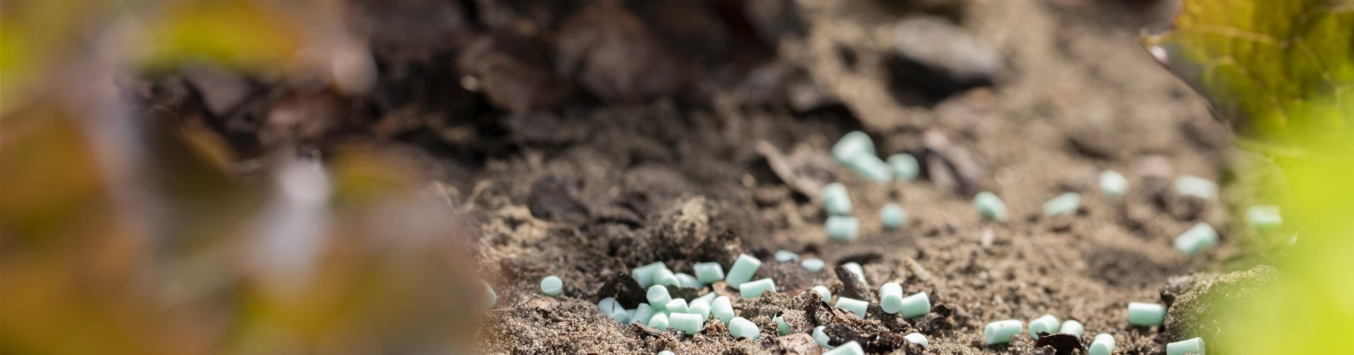 GS593297_Schneckenkorn im Salatbeet_-0-666-6720-3780 GS593297_Schneckenkorn im Salatbeet_-0-666-6720-3780