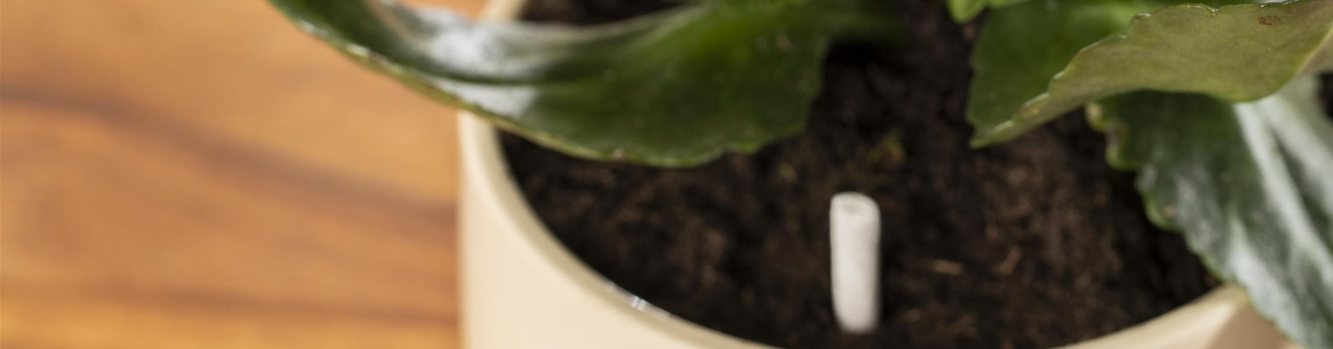 GS593323_Schädlingsstäbchen in Zimmerpflanzentopf _-0-3765-4480-2520 GS593323_Schädlingsstäbchen in Zimmerpflanzentopf _-0-3765-4480-2520