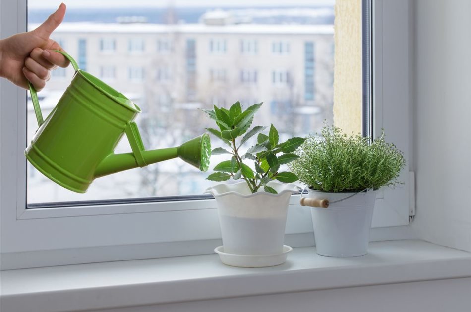 Pflanzen-Pflege Pflanzen-Pflege