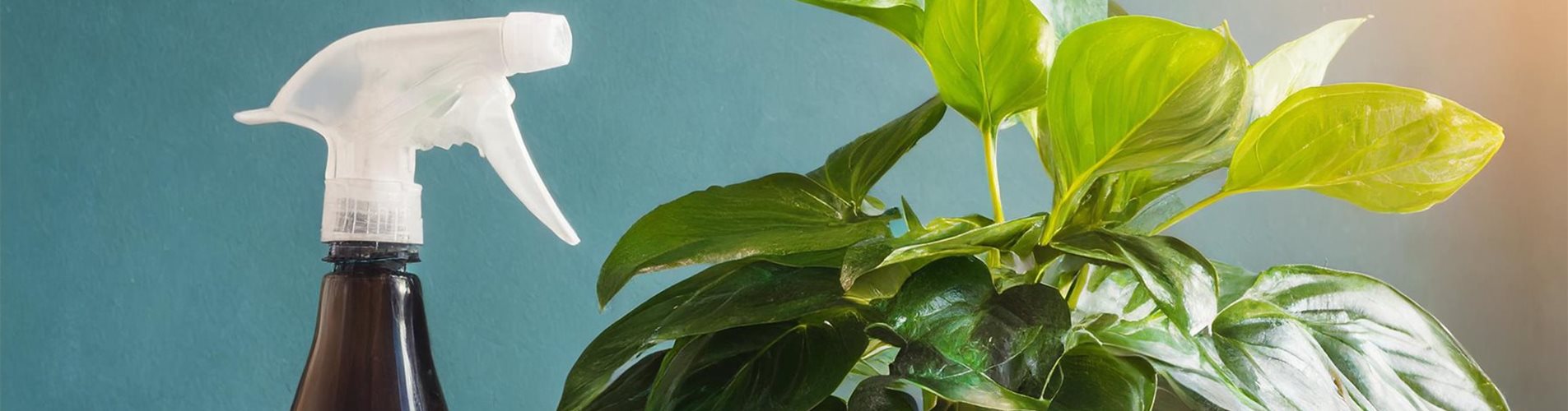 Firefly ein Pflegespray für Pflanzen steht neben einer Pflanze 56951-0-0-2304-1296 Firefly ein Pflegespray für Pflanzen steht neben einer Pflanze 56951-0-0-2304-1296