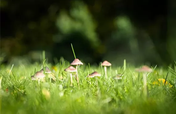 Pilze im Rasen - Rasen Ratgeber - Probleme Lösungen