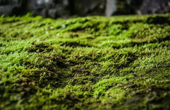 Moos - Schatten - Rasen Ratgeber - Probleme Lösungen