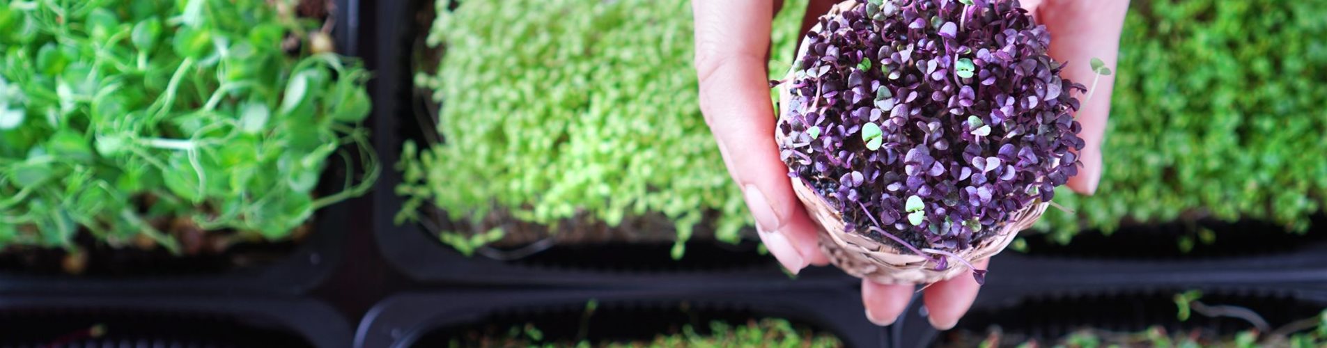 KW 3+4 Header LP Microgreens etc KW 3+4 Header LP Microgreens etc