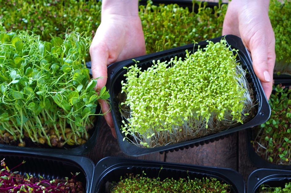 Aussaat-Microgreens-Sprossen Aussaat-Microgreens-Sprossen