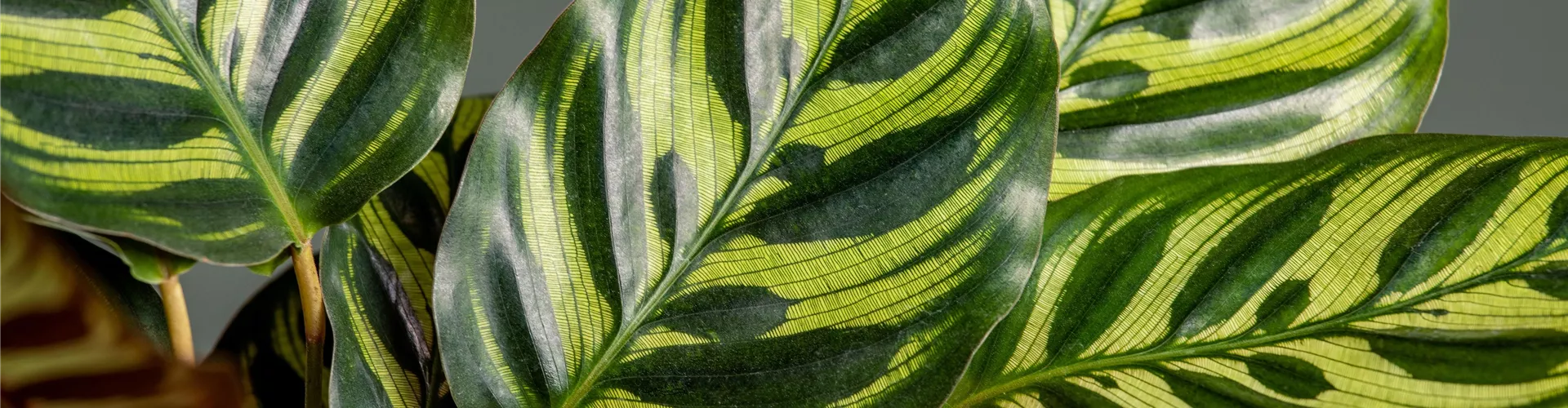 Calathea - Bellaflora