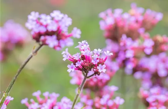 Eisenkraut in rosa/pink im Garten