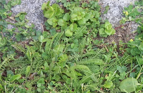 Zuwenig Nährstoffe im Gras