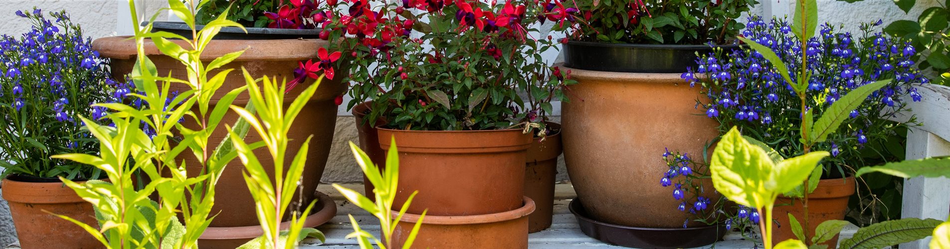 Gartenbank mit Pflanzen Gartenbank mit Pflanzen