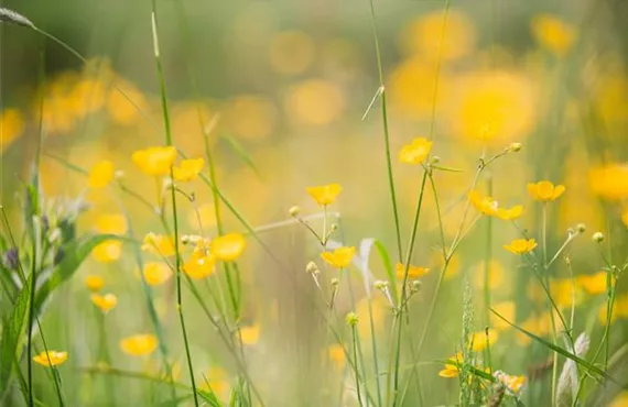 unkraut-wildkräuter_hahnenfuß