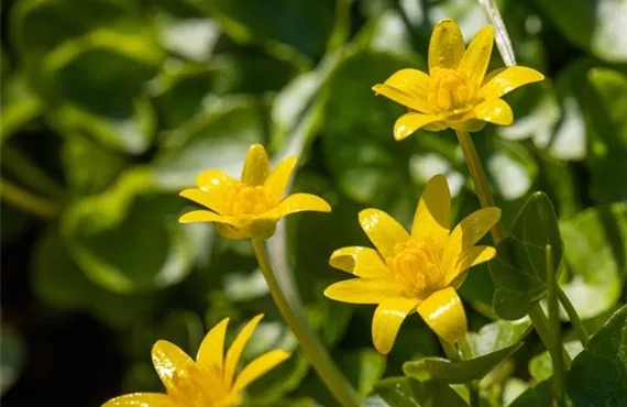 unkraut-wildkräuter-scharbockskraut