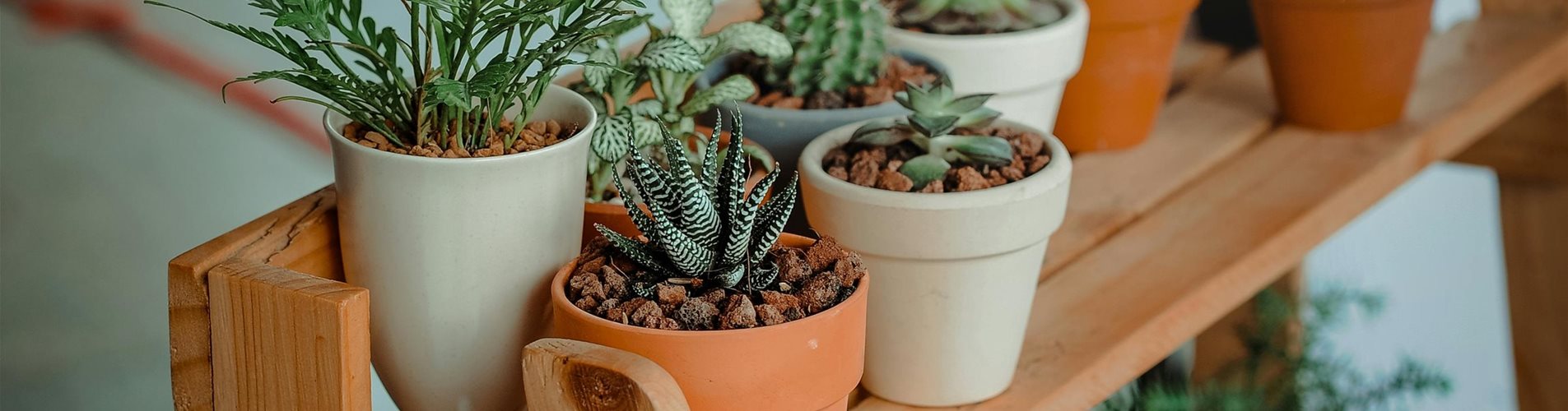 pexels-min-an-793012-0-215-3692-2076 pexels-min-an-793012-0-215-3692-2076