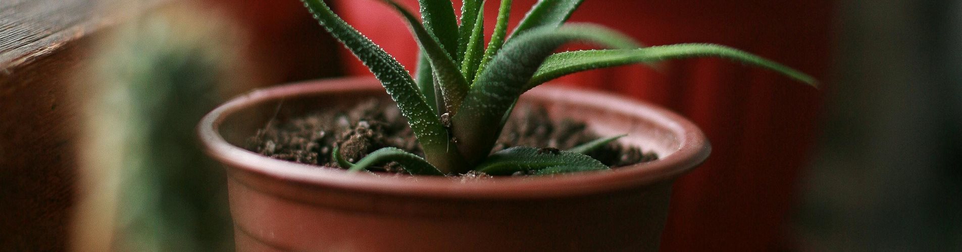 pexels-bacho-nadiradze-7208484-0-1825-2912-1638 pexels-bacho-nadiradze-7208484-0-1825-2912-1638