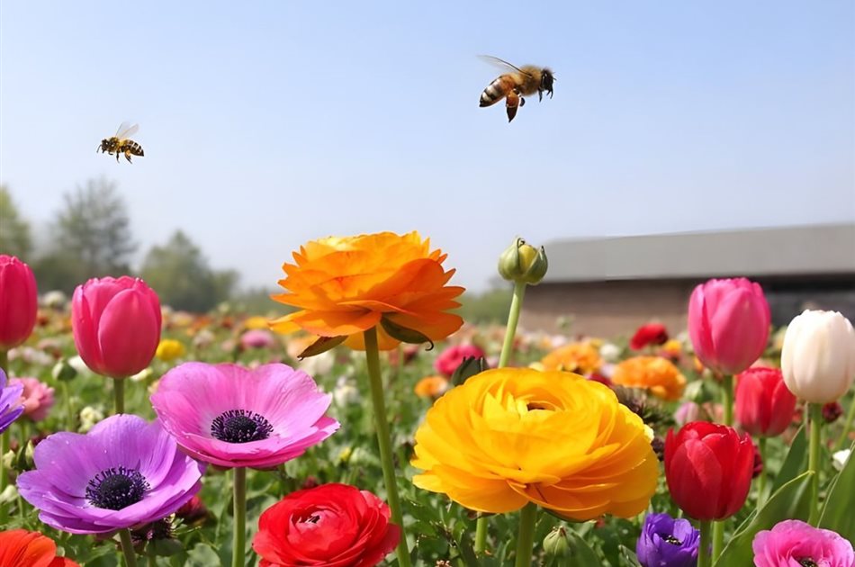 Pflanzen für draußen Pflanzen für draußen
