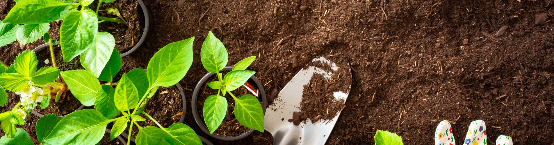 iStock-1147684994 iStock-1147684994