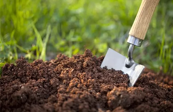 Gartenschaufel in der Erde