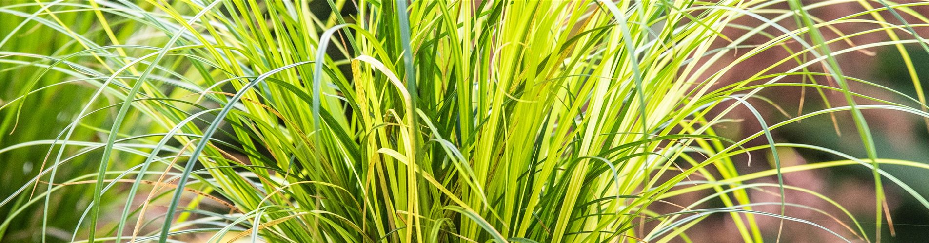 Herbstdeko - Gräser Herbstdeko - Gräser