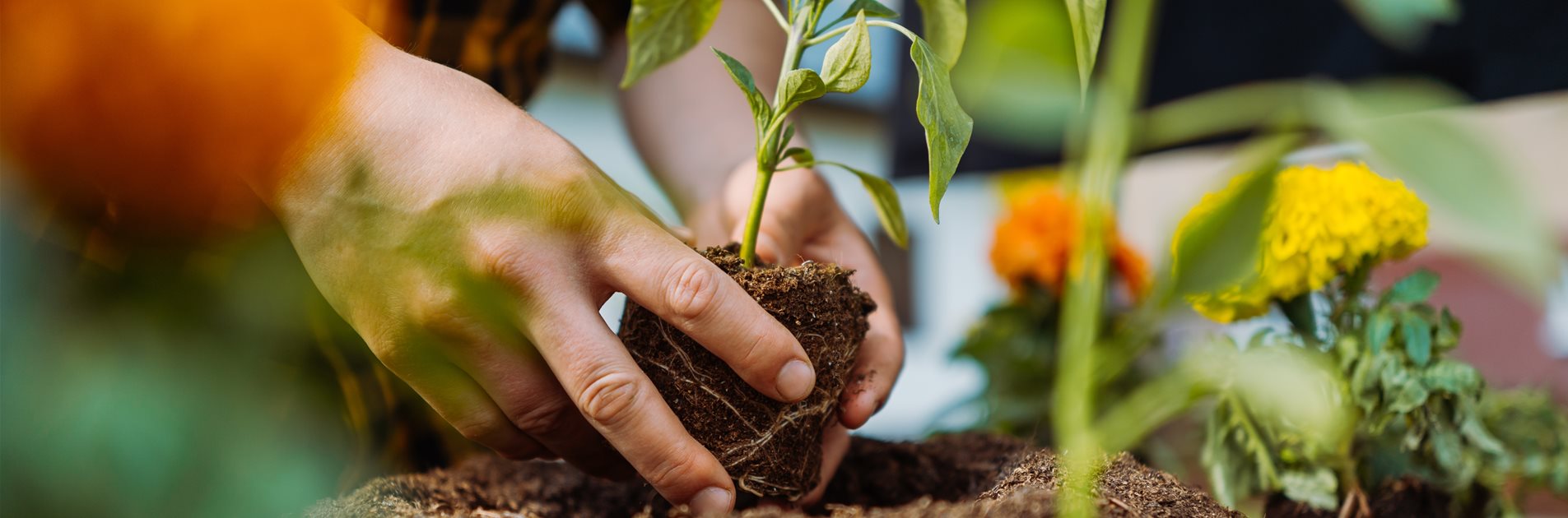 Vorbereitung auf den Frühling Vorbereitung auf den Frühling
