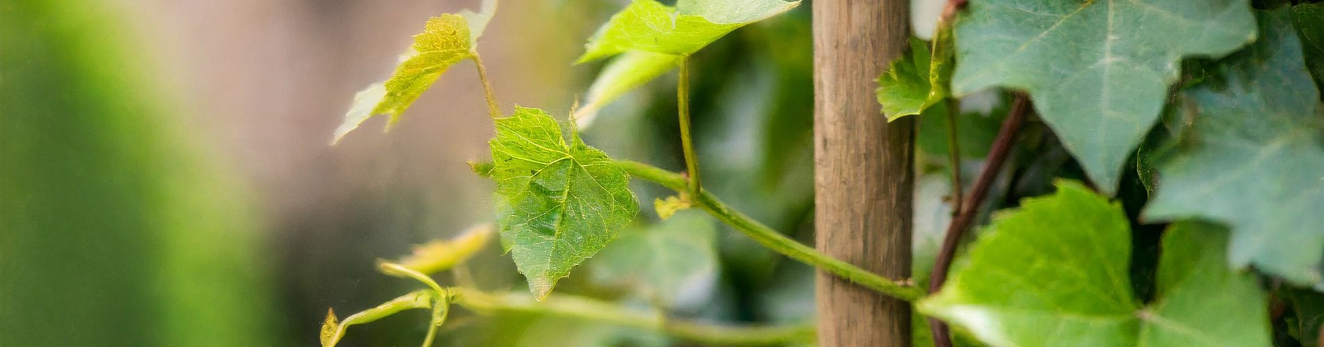 Pflanzstab Pflanzstab