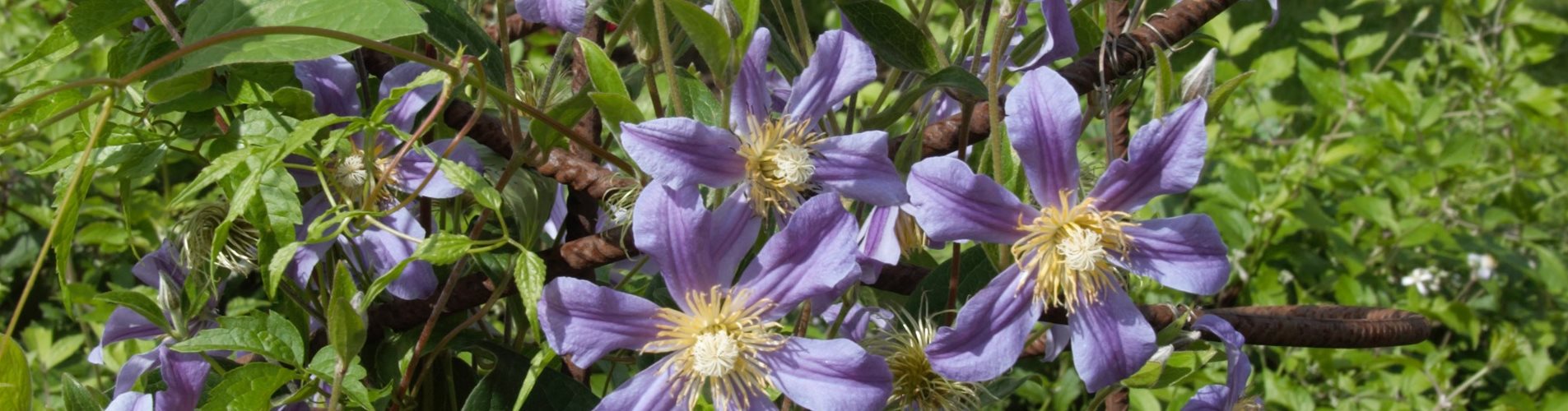 Clematis an Rankhilfe Clematis an Rankhilfe
