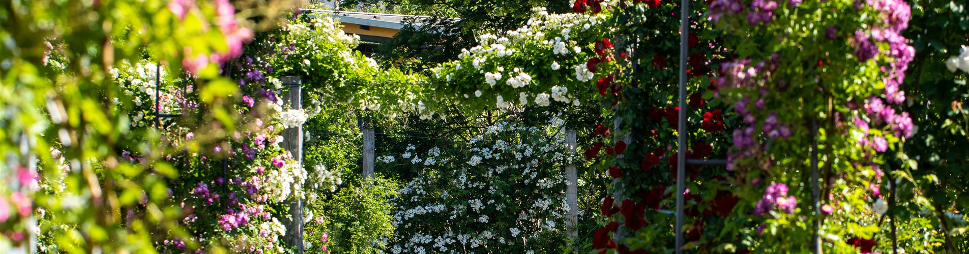 Rosenbogen Rosenbogen