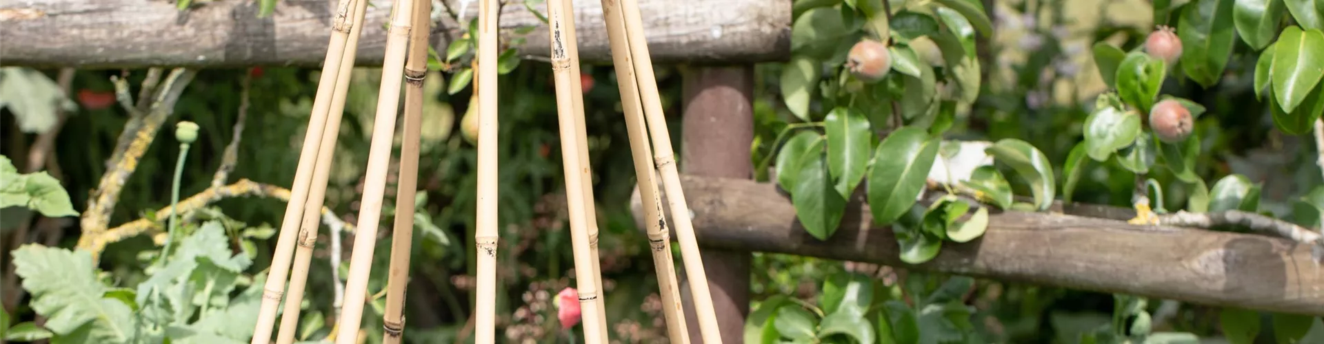Rankhilfen Bambus - Bellaflora